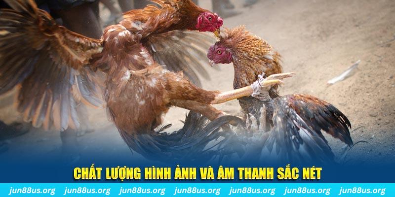 tylekeo88 gà chọi tiêu phong