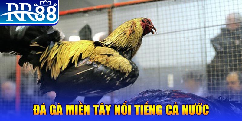 tylekeo88 đá gà 88